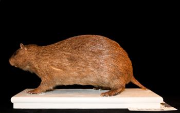 Media type: image;   Mammalogy 6398 Description: MCZ 6398 Skin Left side;